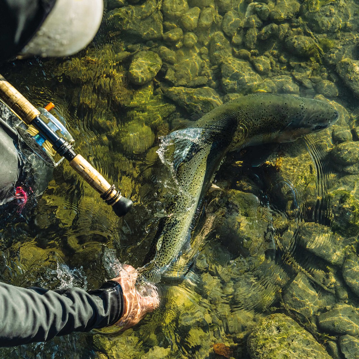 Fly Fish